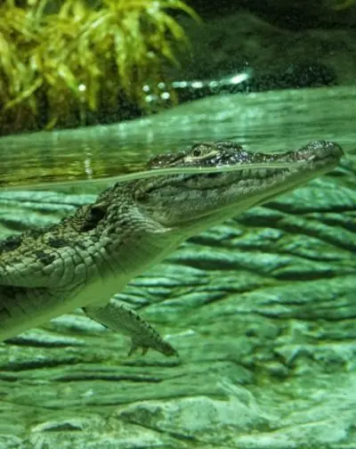 Reptilia