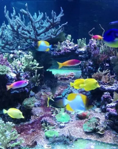 La actividad NANOBIO en el Acuario de Sevilla