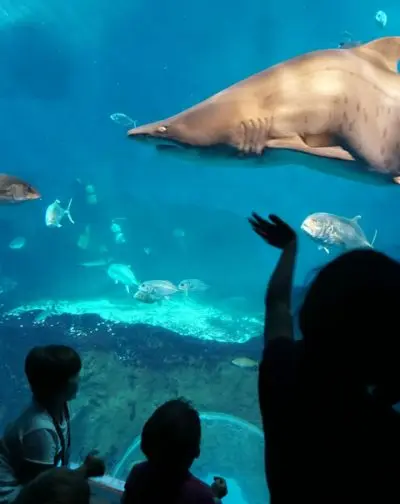 Alimentación de tiburones